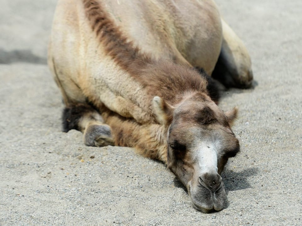 Kamel im Zoo Zürich.