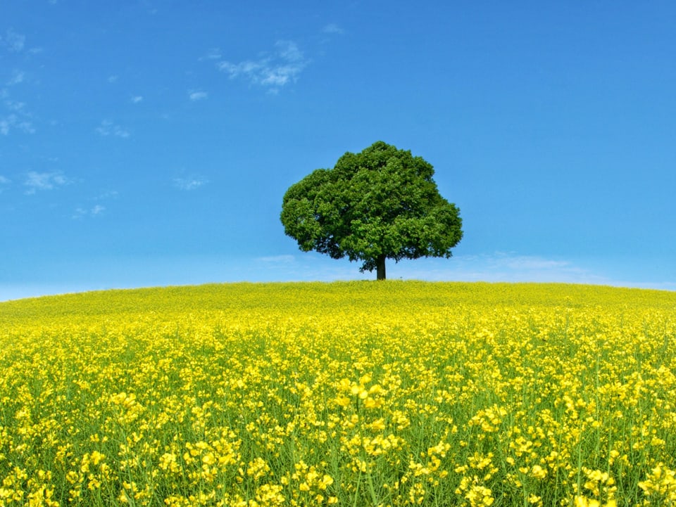 Gelbes Rapsfeld mit einem einzelnen Baum unter blauem Himmel.