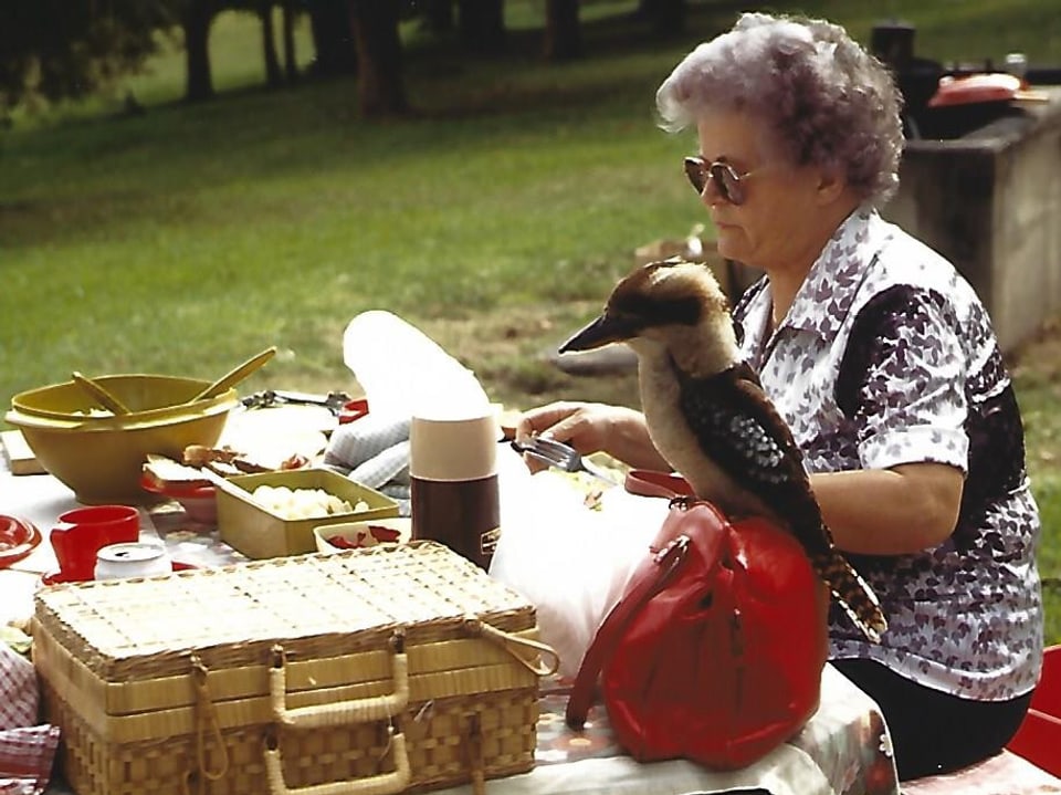 Kookaburra sitz auf Picknickkorb