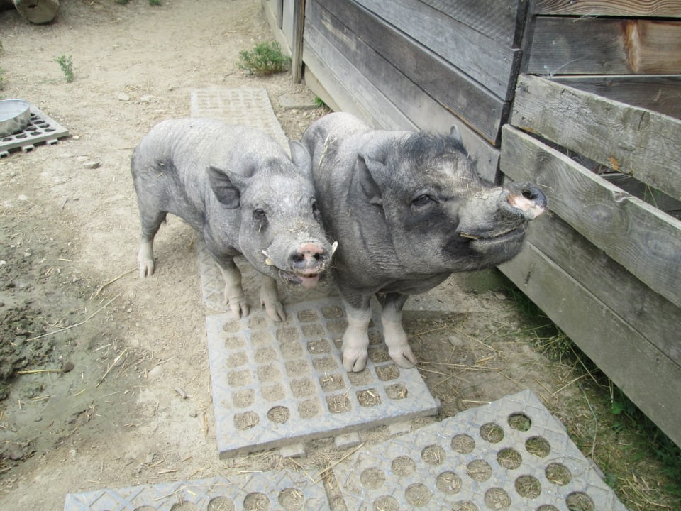 Zwei Mini-Piggs im Gehege