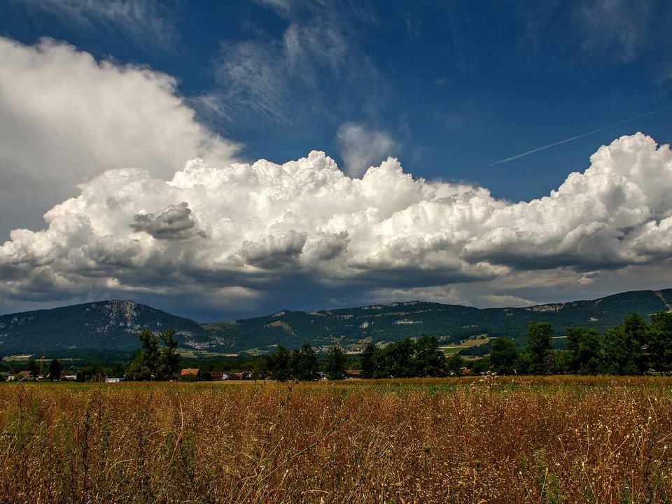 Ein Weizenfeld, über dem eine Wolke schwebt in Deitingen (SO).