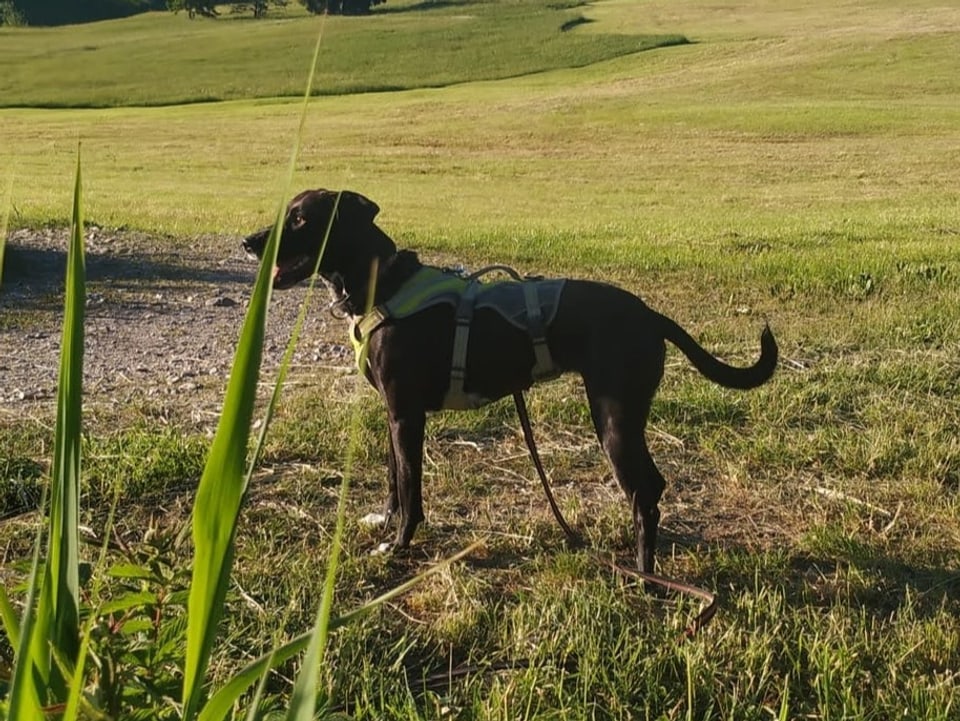 Hund in der Natur.