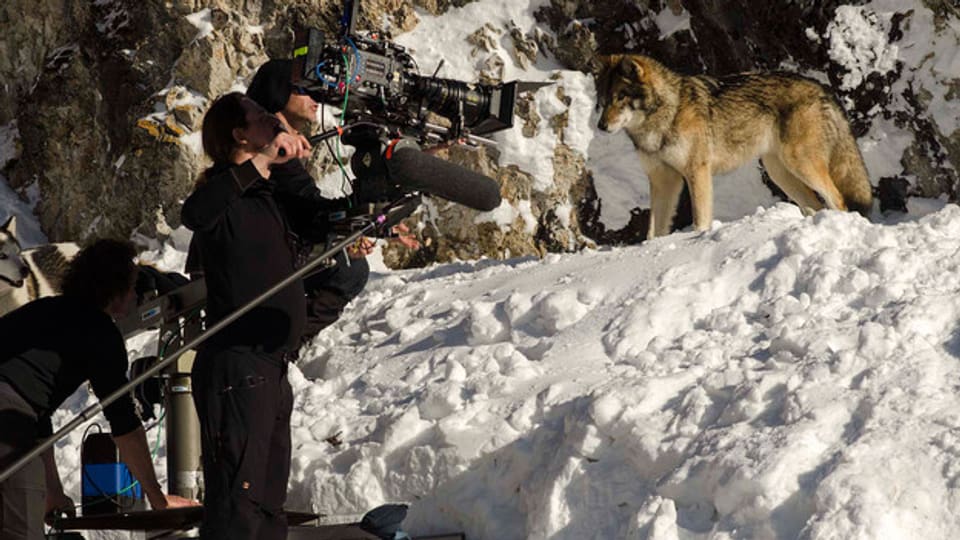 Wolf auf Filmset.