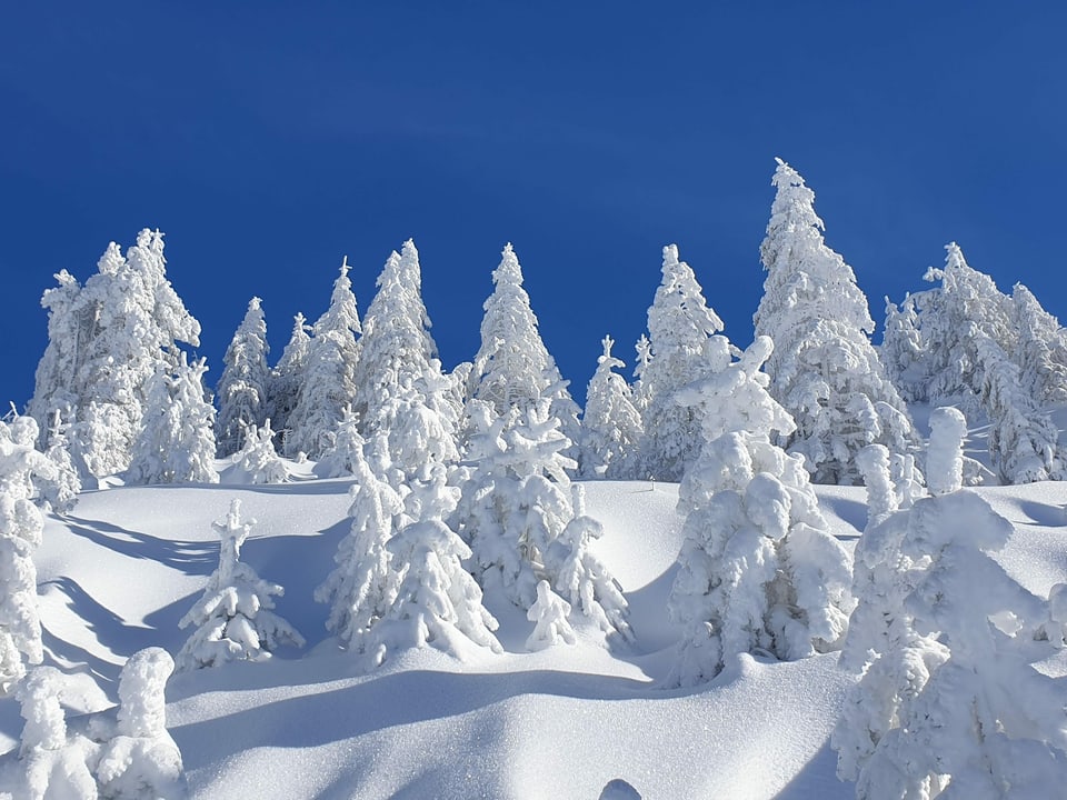 Verschneite Tannen mit viel Neuschnee unter blauem Himmel
