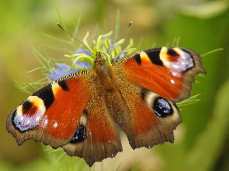 Schmetterling mit braunrötlicher, samtiger Behaarung und grossen schwarzen Augen auf den beiden Flügeloberseiten. 