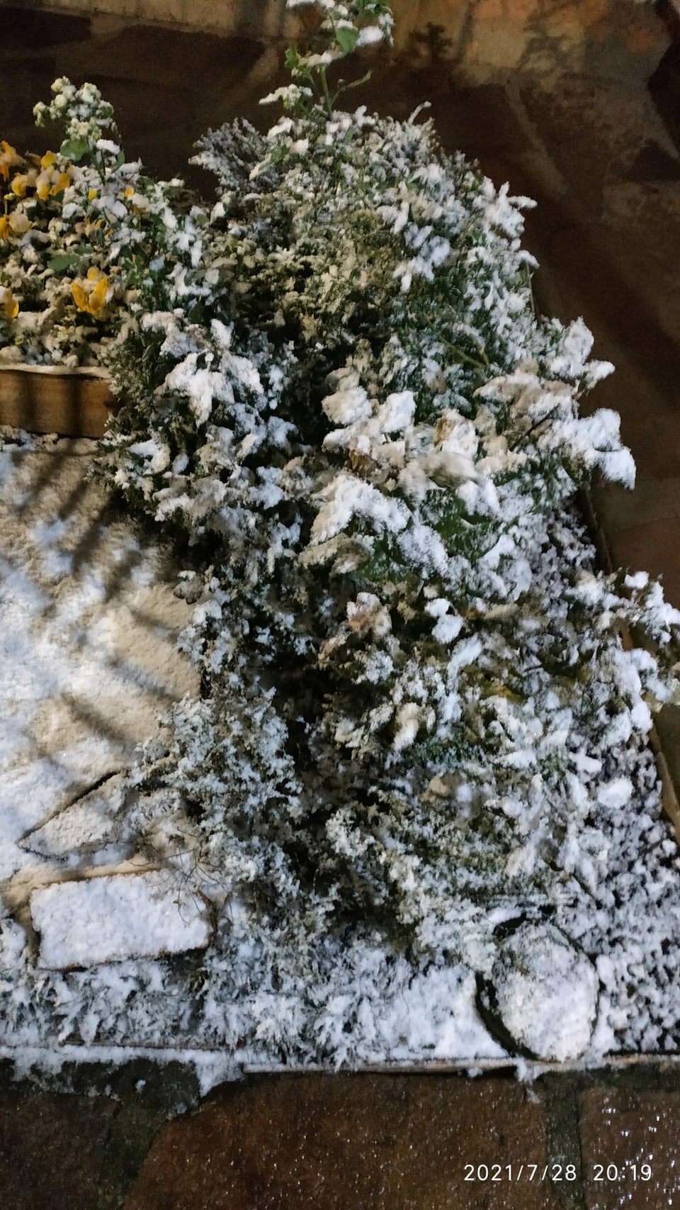 Ein verschneiter Busch aus der Vogelperspektive. Die grünen Blätter sind mit Schnee bedeckt.