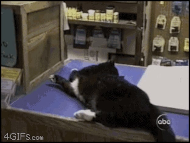 Katz fällt von einem Ladentisch