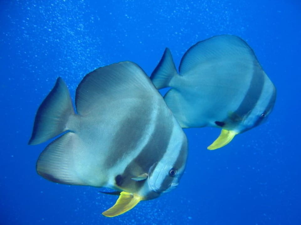 Zwei Langflossen-Fledermausfische schwimmen gemächlich durch das Meer.