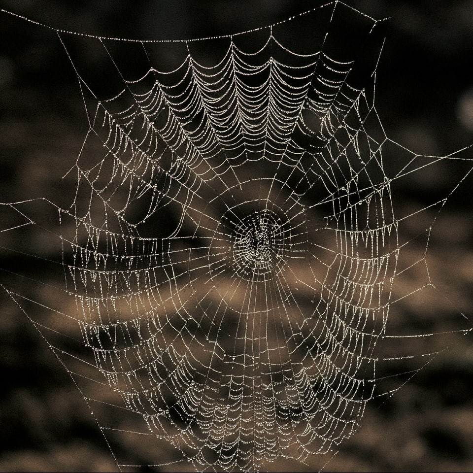 Ein fein gewobenens Spinnennetz.