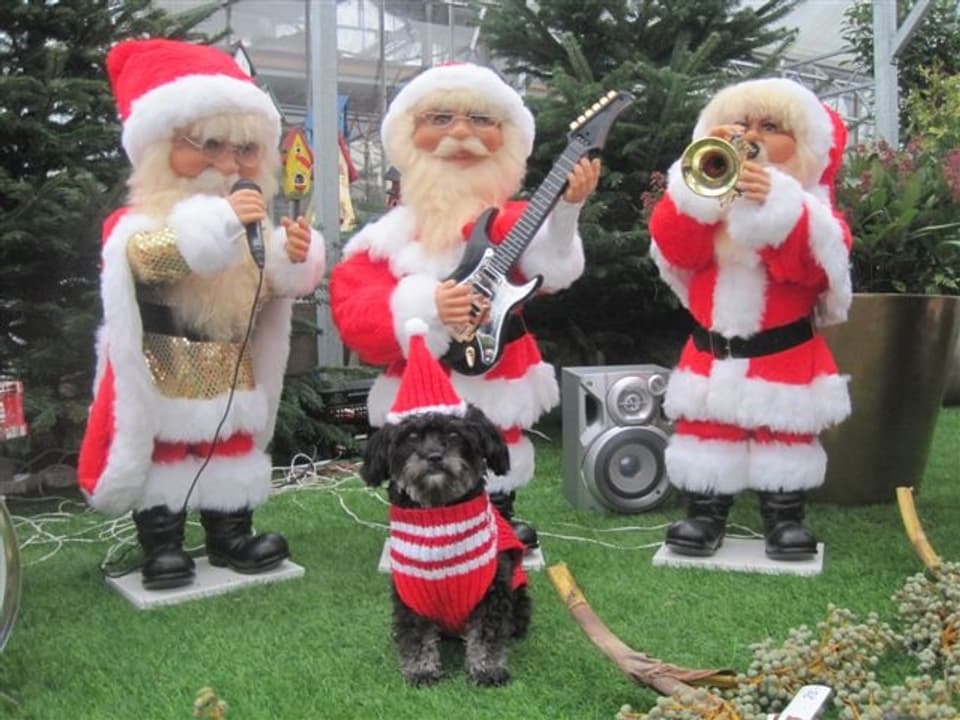 Ein Bolonka Hund steht vor drei musizierenden Nikoläusen