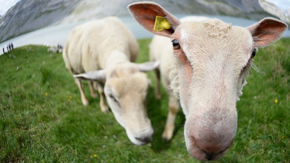 Länger leben dank Schafsleber