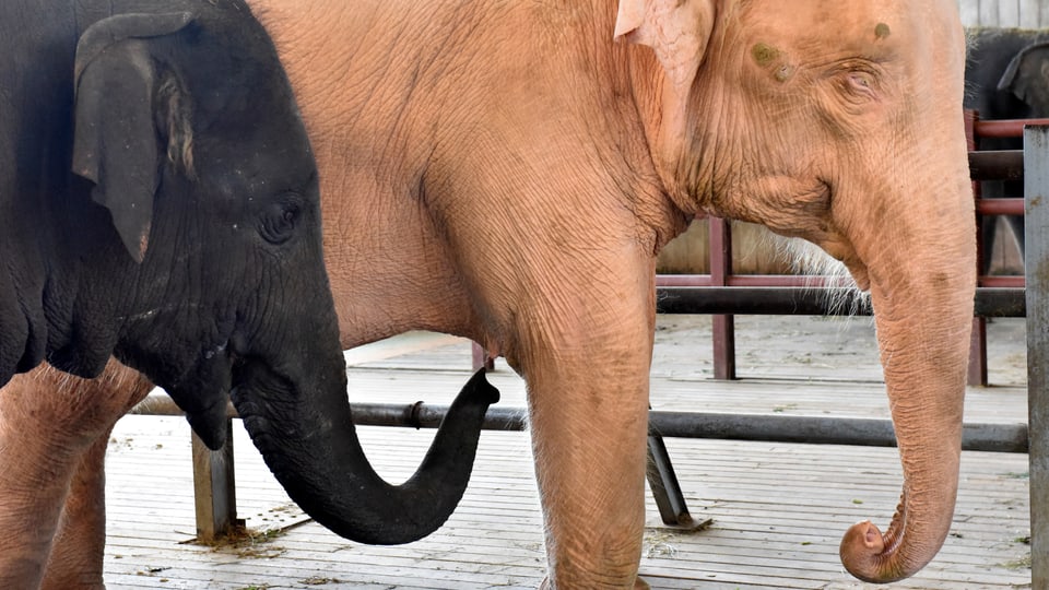 Ein schwarzer Elefant steht neben einem weissen Elefant.