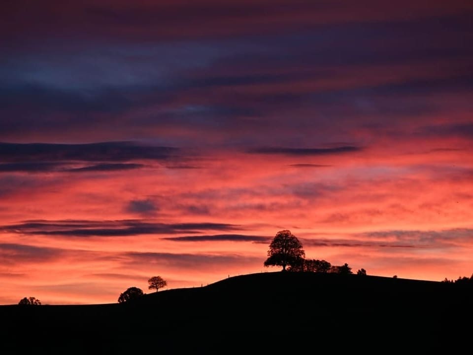 Bäume auf Hügeln, Morgenrot.