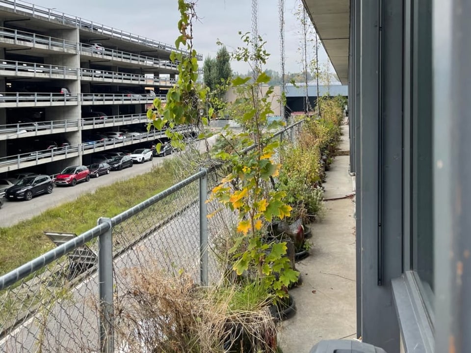 Balkon des Bürogebäudes mit vielen Pflanzentöpfen.