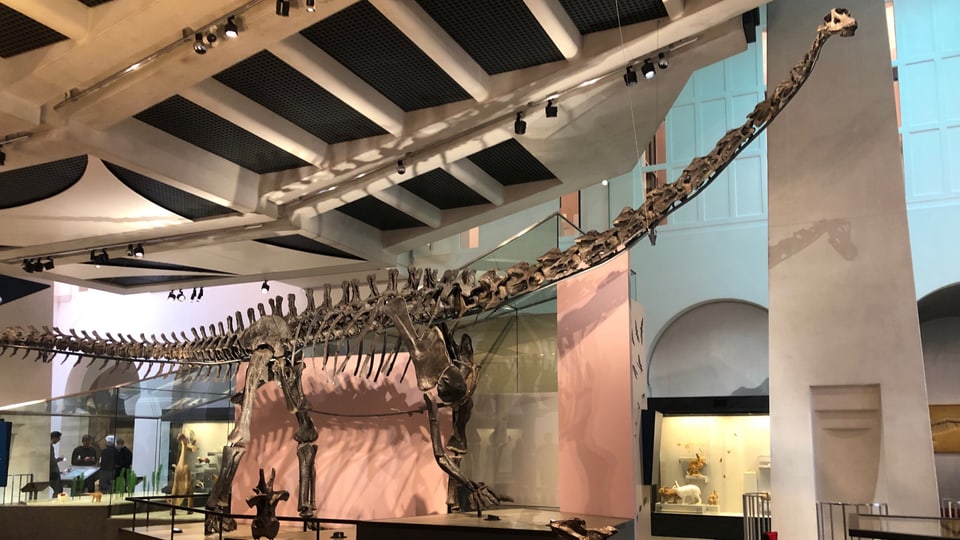 Diplodocus-Skelett im Museum.