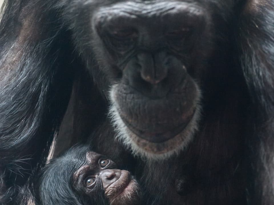 Man sieht das junge Aeffchen zusammen mit der Schimpansen Mutter