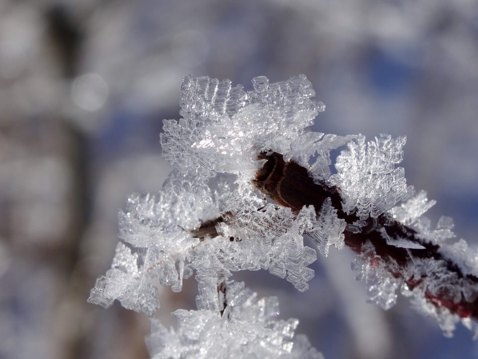 Auf einem Ast sind dank einer Makroaufnahme wunderschöne Eiskristalle zu sehen.