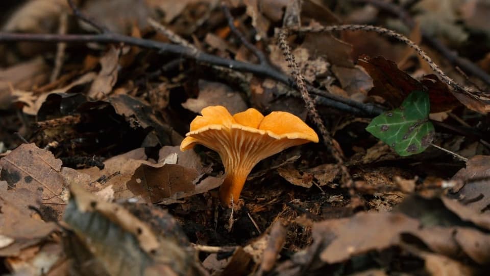 Zwischen dem Laub sind Pilze manchmal nicht so leicht zu sehen. Zwischen dem Laub sind Pilze manchmal nicht so leicht zu sehen.