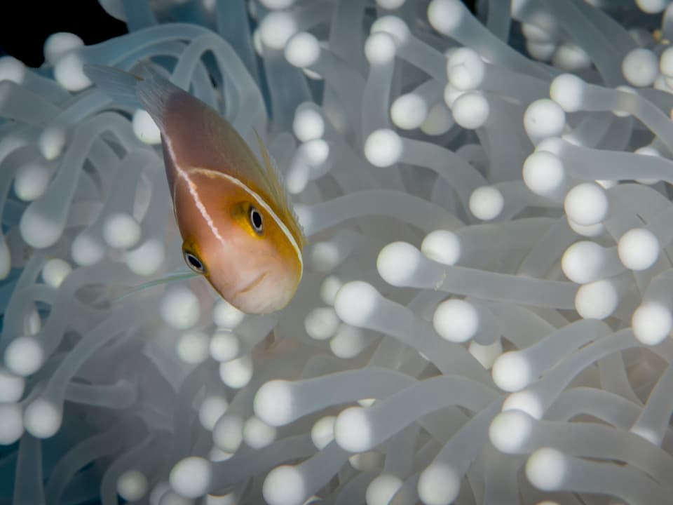 Ein Clownfisch inmitten von Korallen, die von der Korallenbleiche betroffen sind.
