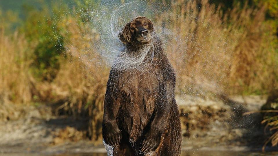 Ein nasser Bär steht aufrecht im Fluss und schüttelt das Wasser ab.