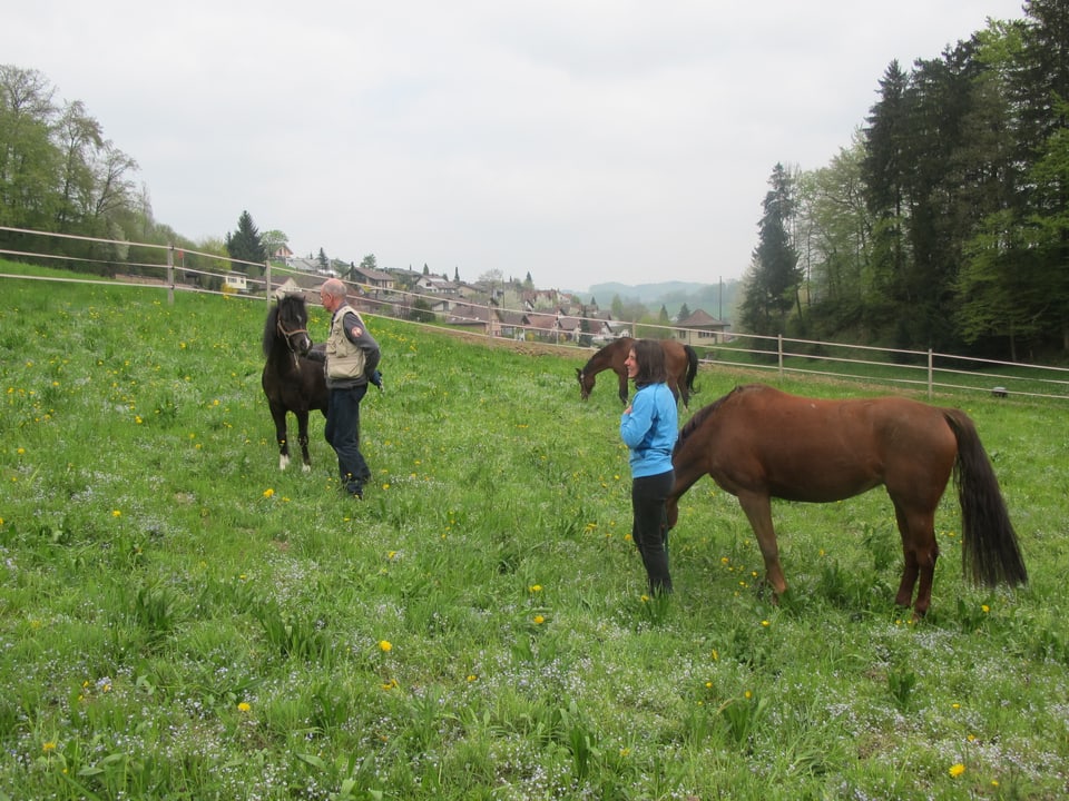 Jürg Oehninger bei einem Pony und Ann Schneider bei einem Pferd auf der Koppel vom Ponyhof.