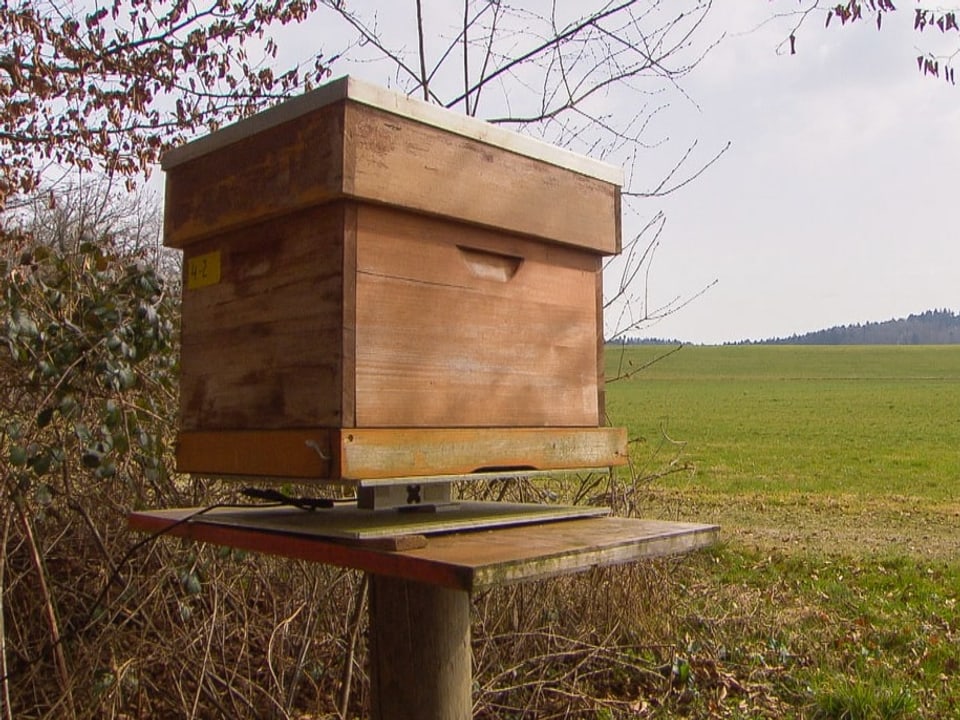 Bienenstock aus Holz