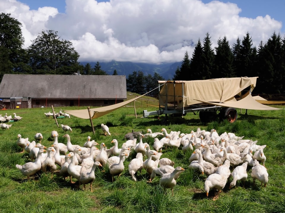 Die Gänse der Geflügel Gourmet AG in Mörschwil leben draussen auf der Wiese bevor sie geschlachtet werden.