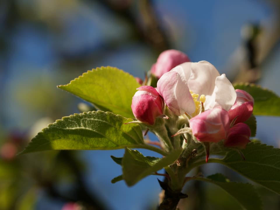 Ein halb offene Apfelblüte