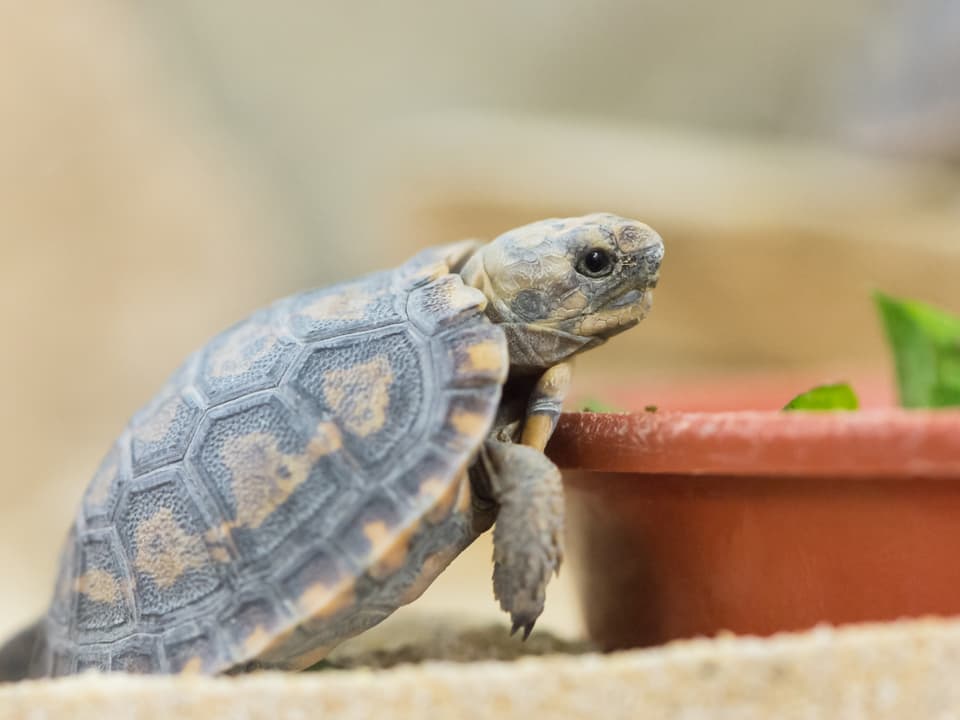 Eine junge Spaltenschildkröten will fressen.