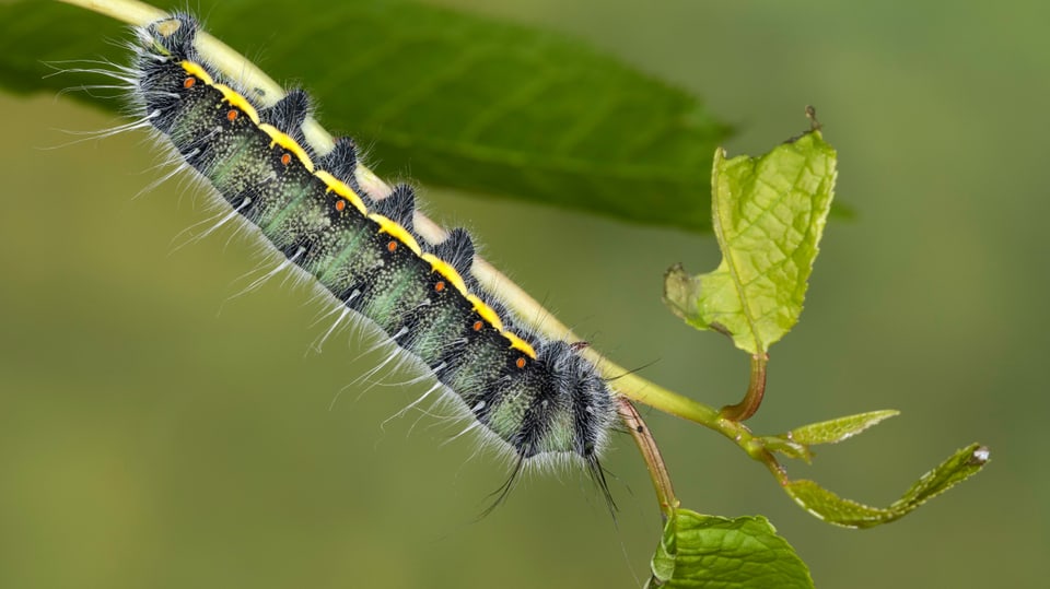 Pfauenspinnerraupe