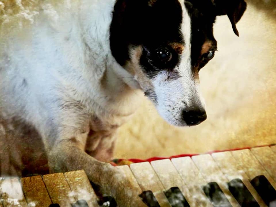 Ein Hund mit einer Pfote am Klavier.