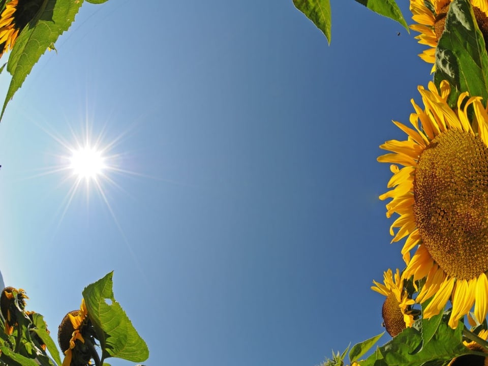 Sonne und Sonnenblume