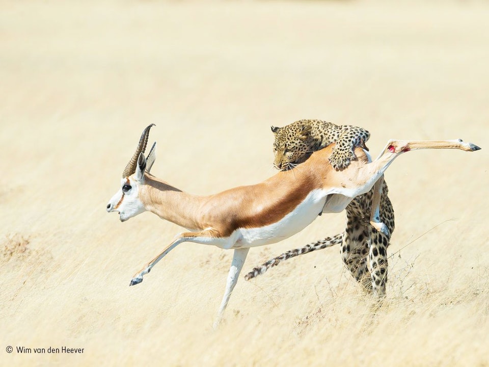 Ein Leopard attakiert eine Antilope.