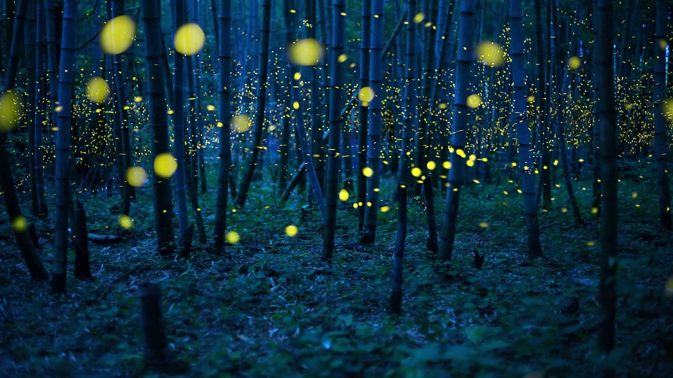 Gelb erleuchtete Glühwürmchen in einem dunklen Wald. 