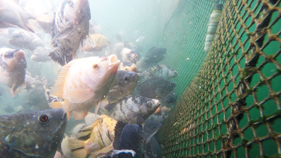 Fischzucht-Spezialsendung: Der Fisch auf unseren Tellern