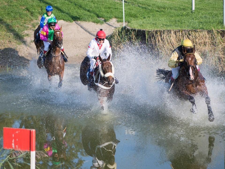 Pferde mit Reiter rennen durch einen Teich.