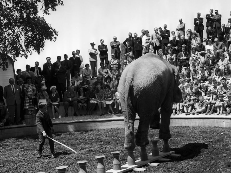 Ein Elefant balanciert vor Publikum auf kleinen Säulen