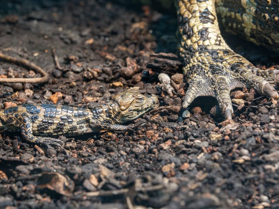 Junger Breitschnauzenkaiman im Zoo Zürich.