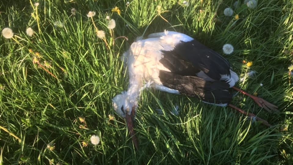 Toter Storch im Gras.