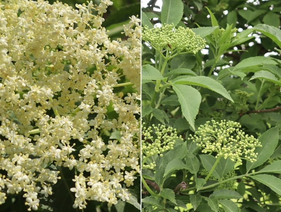 Verschiedene Holunderblüten