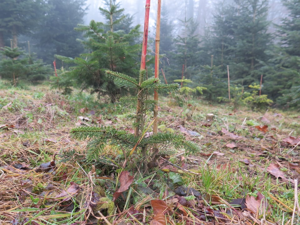 Kleiner Tannenbaum in Erde.