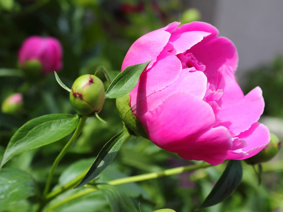 Pfingstrose Rosa farbene offene Blüte und daneben eine Knospe.