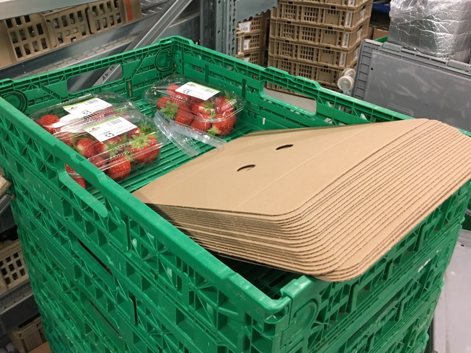 In einer grünen Plastik-Kiste liegen Erdbeeren in zwei Plastik-Verpackungen.