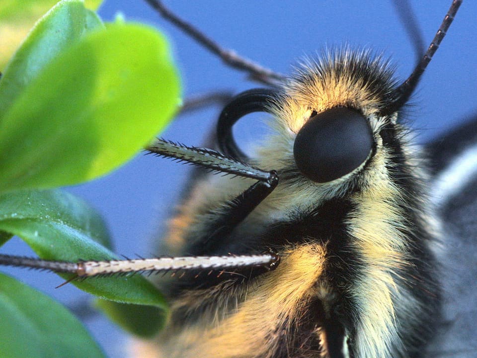 Grossaufnahme eines schwarz-gelben Schmetterlingkopfes mit grossen schwarzen Augen