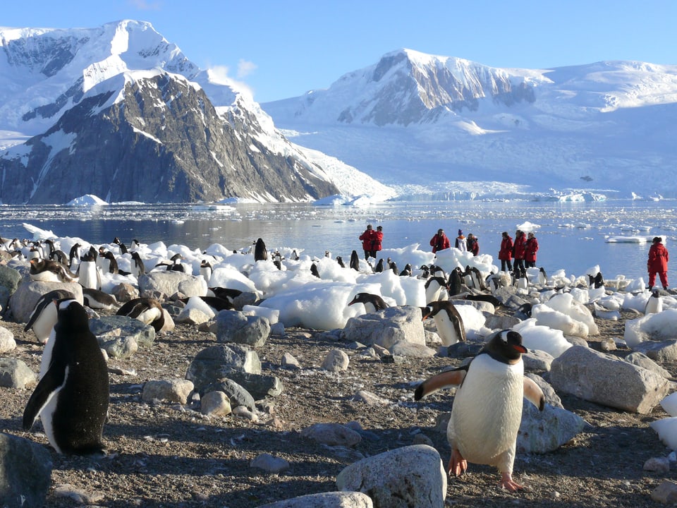 Im Vordergrund ist eine Pinguinkolonie, dahinter und dazwischen stehen Besucher in roten Daunenjacken.