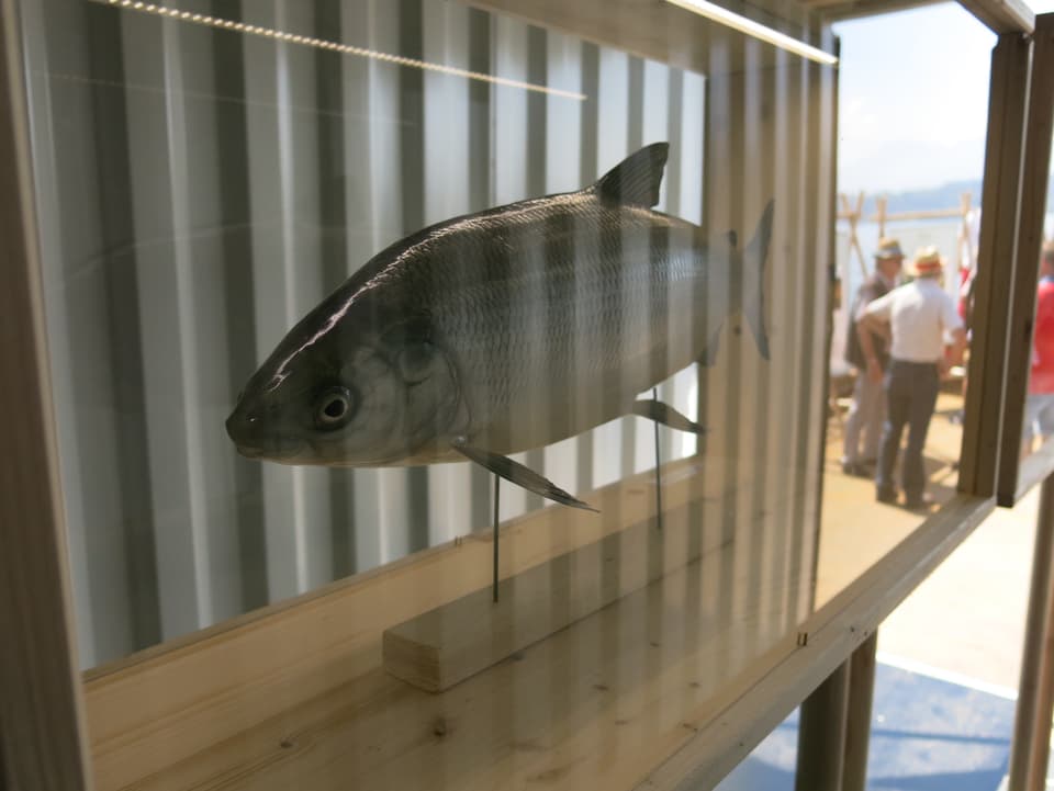 In der Ausstellung können Präparate von Fischen betrachtet werden.