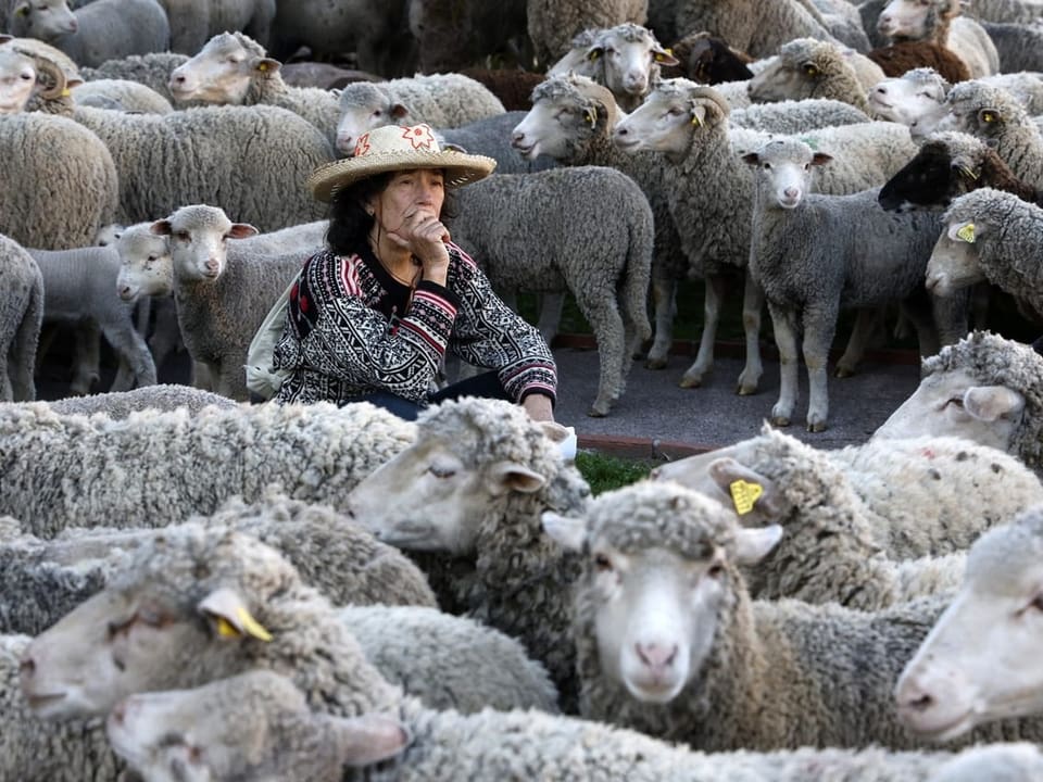Ein Schafhirte ruht sich inmitten einer Schafherde auf einer Strasse aus.