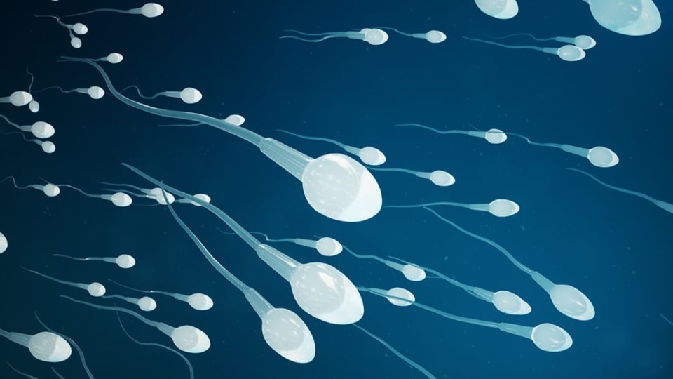 Puls kompakt: Vier Tipps für fitte Spermien