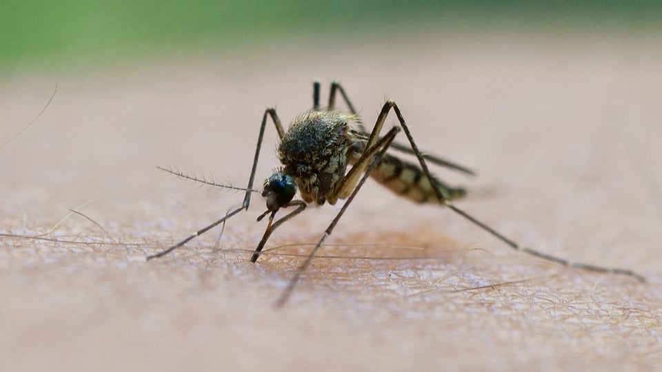 Mosquito.