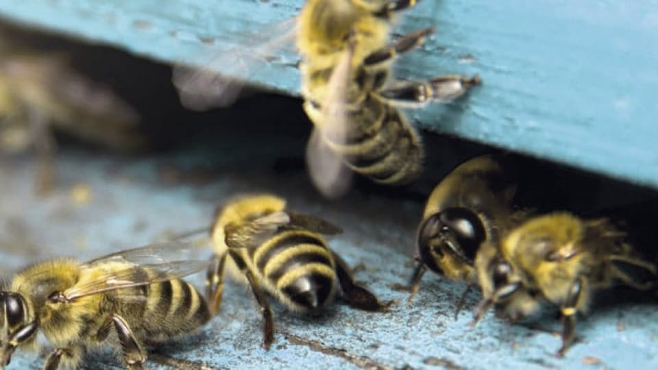 Wenn die Bienen sterben, gibt es uns auch bald nicht mehr.